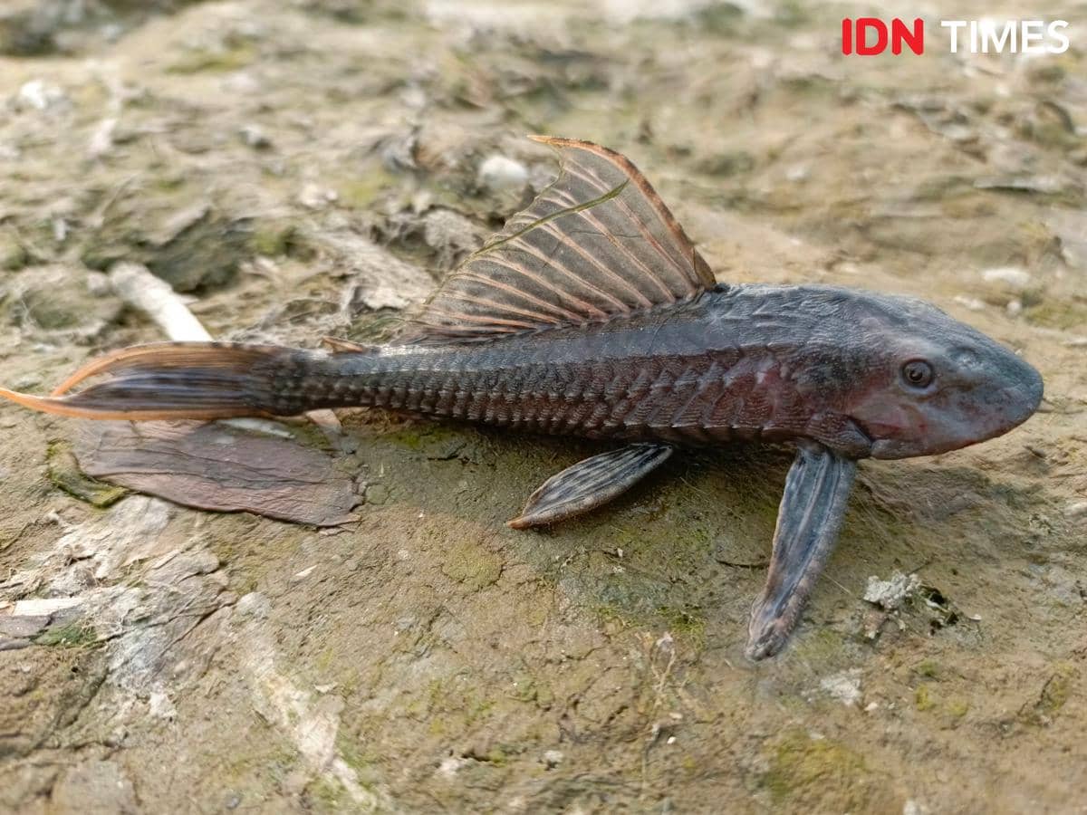 Bisa Dikonsumsi, Apa Saja Manfaat Ikan Sapu-Sapu bagi Kesehatan?